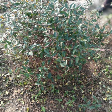 金银花1~1.5米