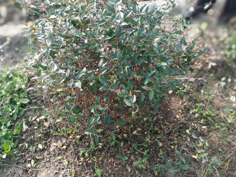 金银花1~1.5米