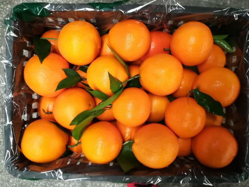 【精选】重庆奉节脐橙专业代办纽荷尔（元红）非赣南橙