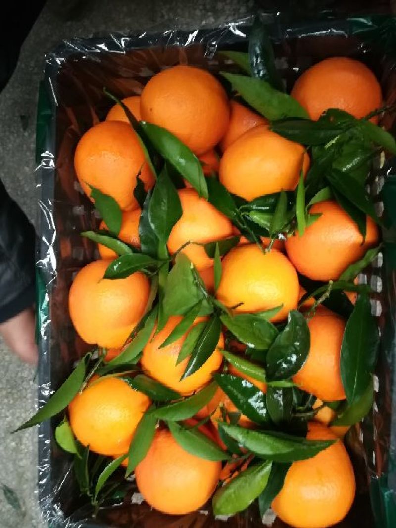 【精选】重庆奉节脐橙专业代办纽荷尔（元红）非赣南橙
