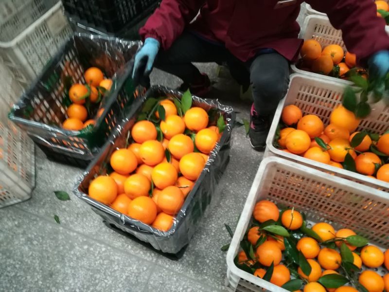 【精选】重庆奉节脐橙专业代办纽荷尔（元红）非赣南橙
