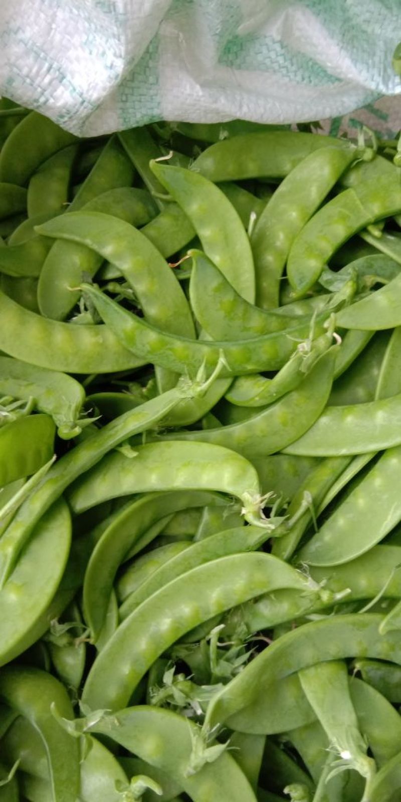 广西荷兰豆一手货源产地直销