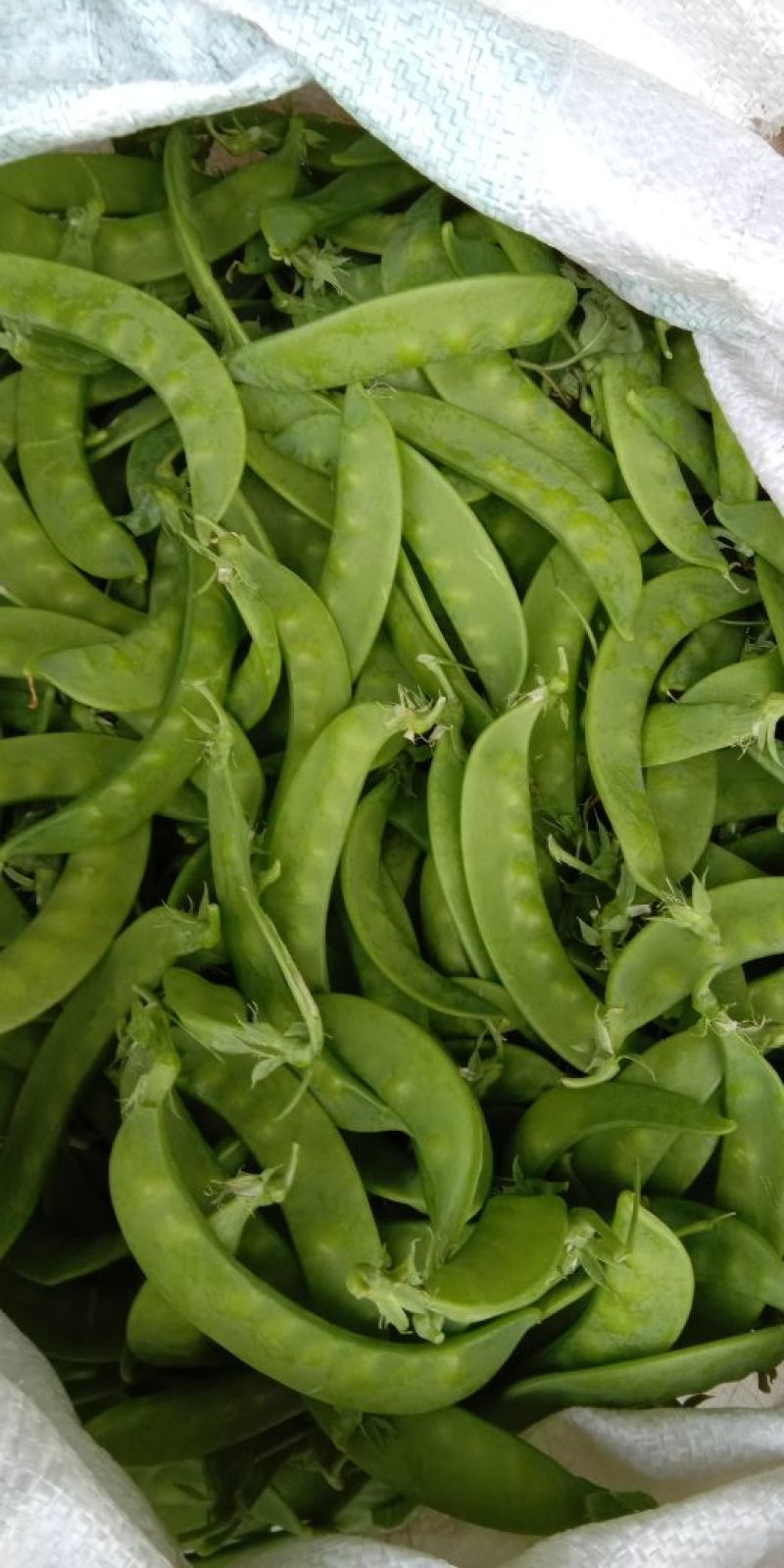 广西荷兰豆一手货源产地直销