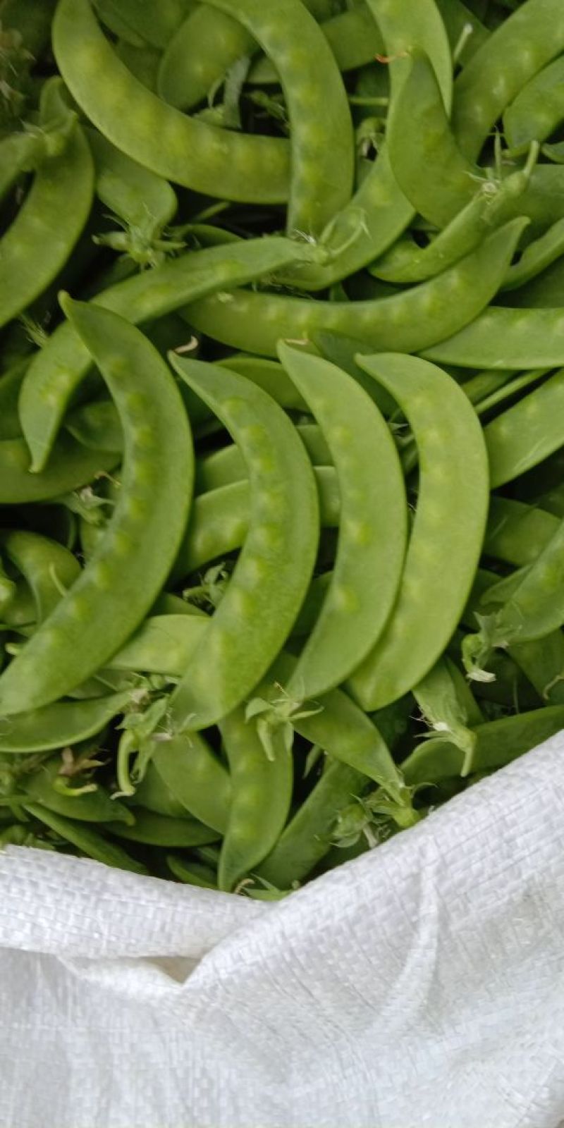 广西荷兰豆一手货源产地直销