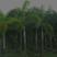 椰子树，孤尾椰子树苗，家庭后院盆栽种植