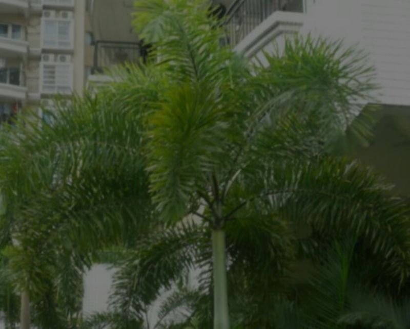 椰子树，孤尾椰子树苗，家庭后院盆栽种植