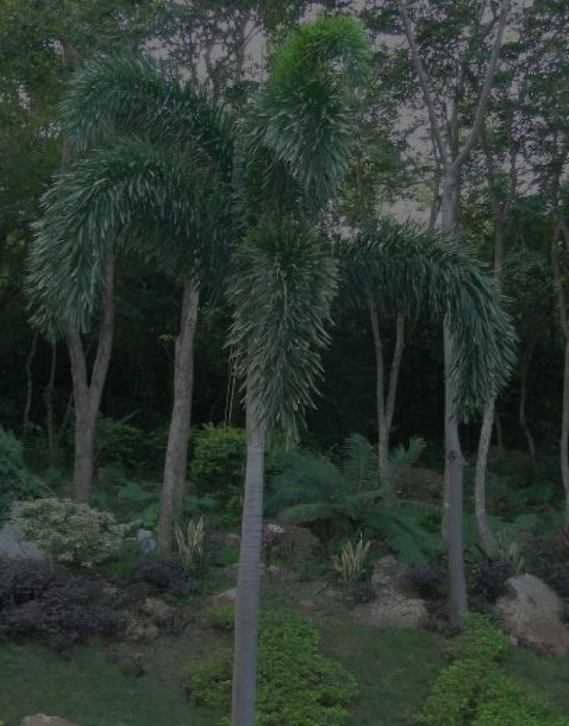 椰子树，孤尾椰子树苗，家庭后院盆栽种植