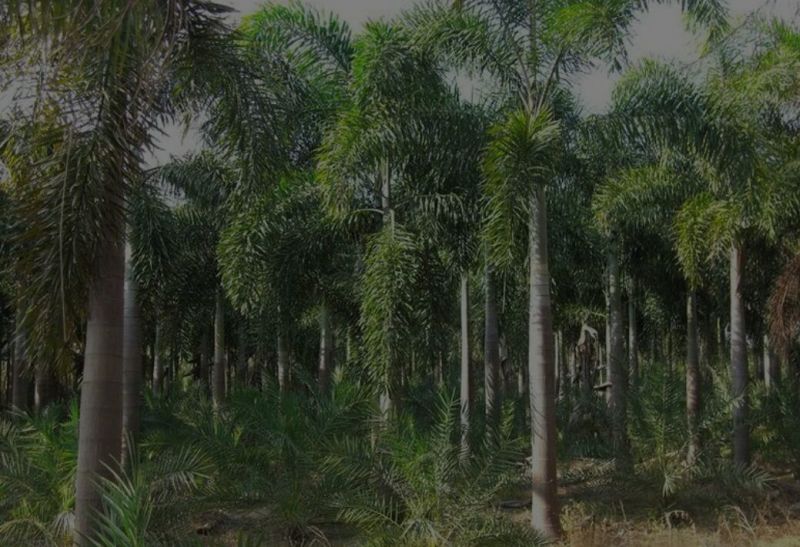 椰子树，孤尾椰子树苗，家庭后院盆栽种植