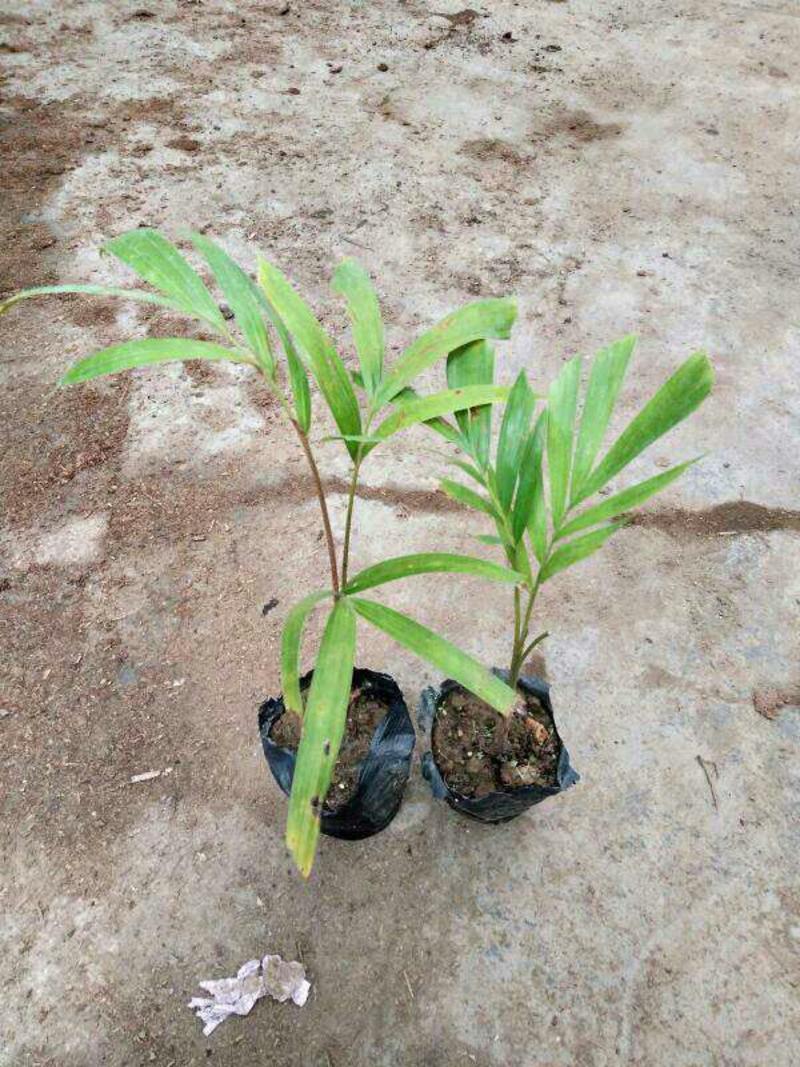 椰子树，孤尾椰子树苗，家庭后院盆栽种植