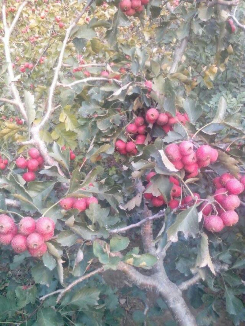 山楂树12到20cm以上3~3.5米
