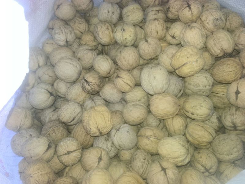 薄皮核桃30~35mm去皮干
