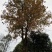 枫木树261~300cm~！！。。。