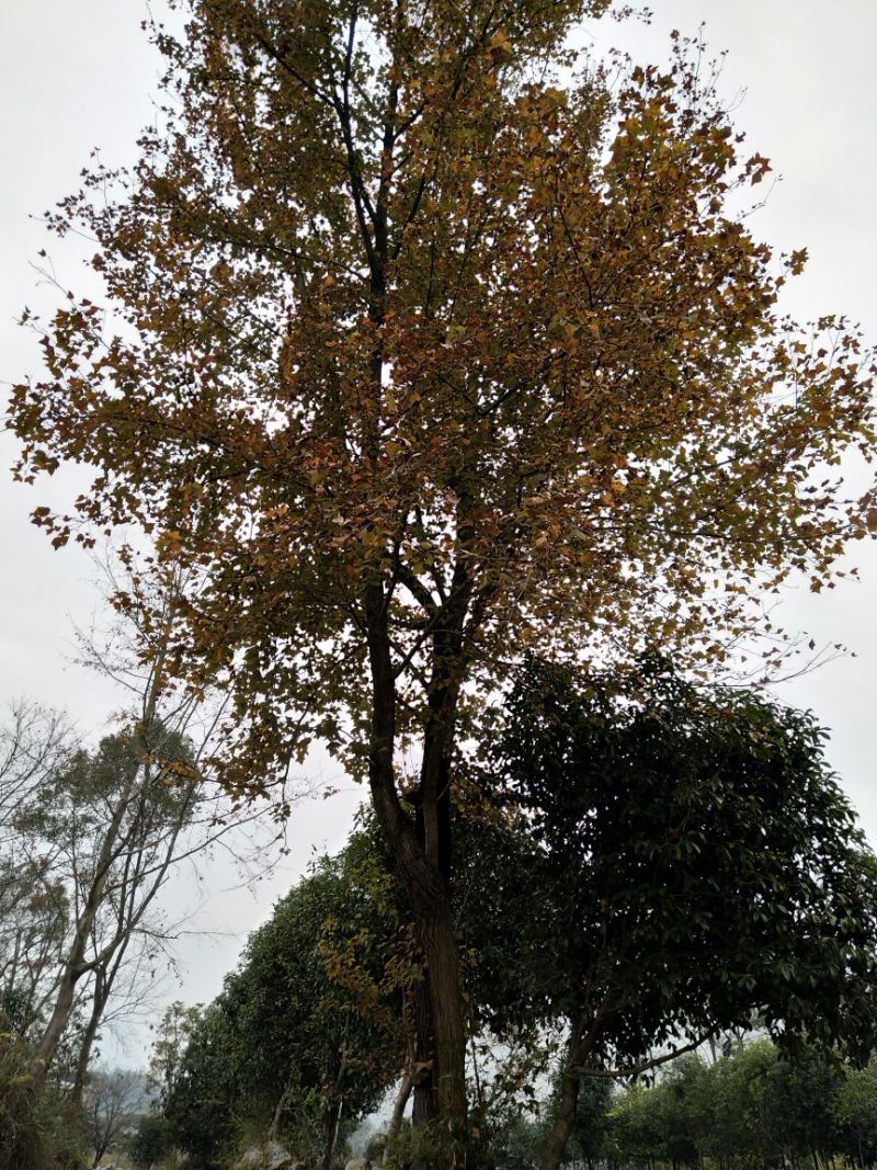 枫木树261~300cm~！！。。。