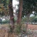 枫木树261~300cm~！！。。。