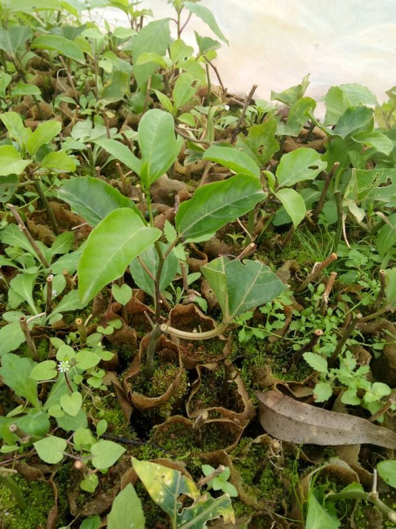 黄金百香果苗10~20cm