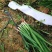韭菜