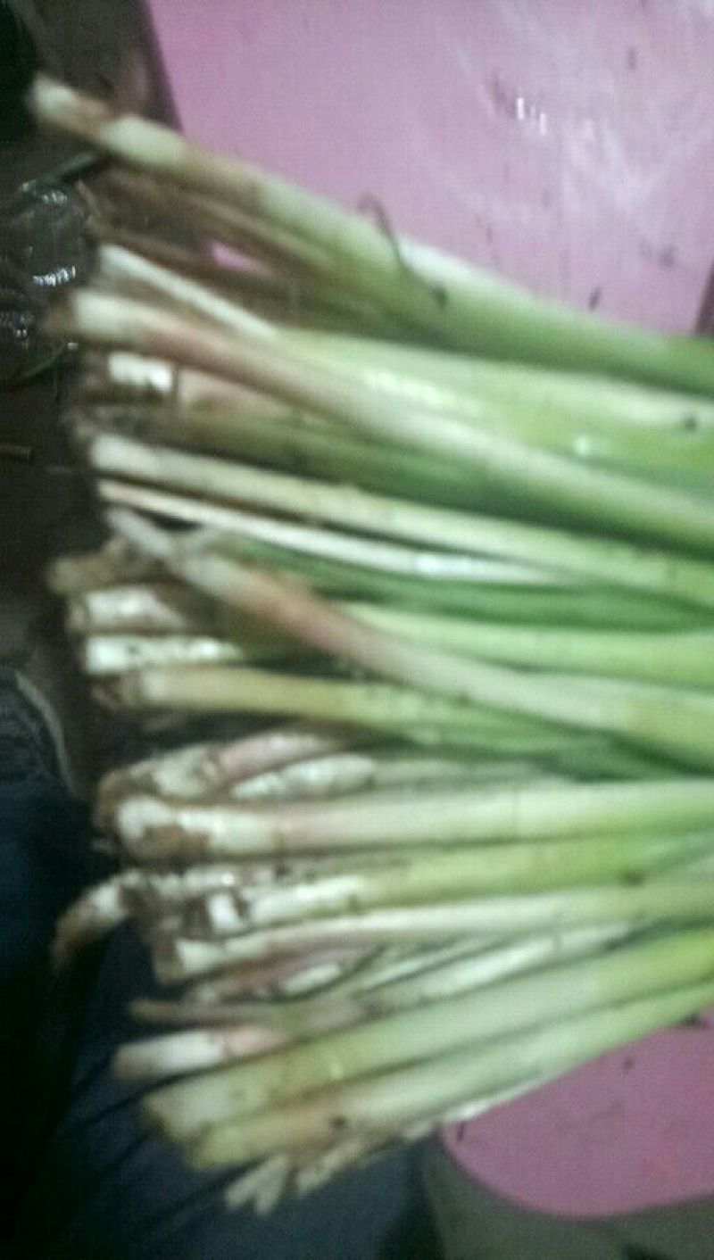 紫根红韭菜头茬