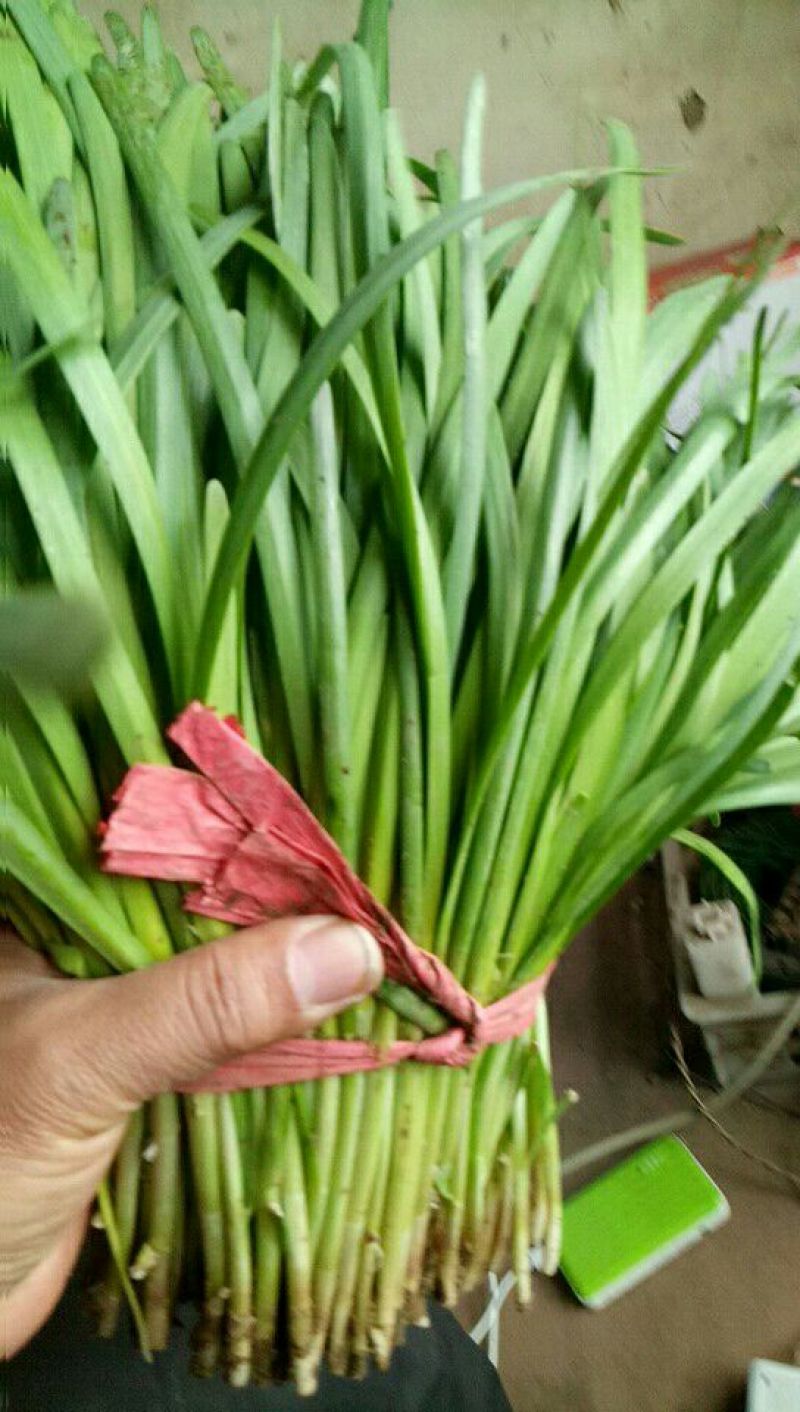 紫根红韭菜头茬