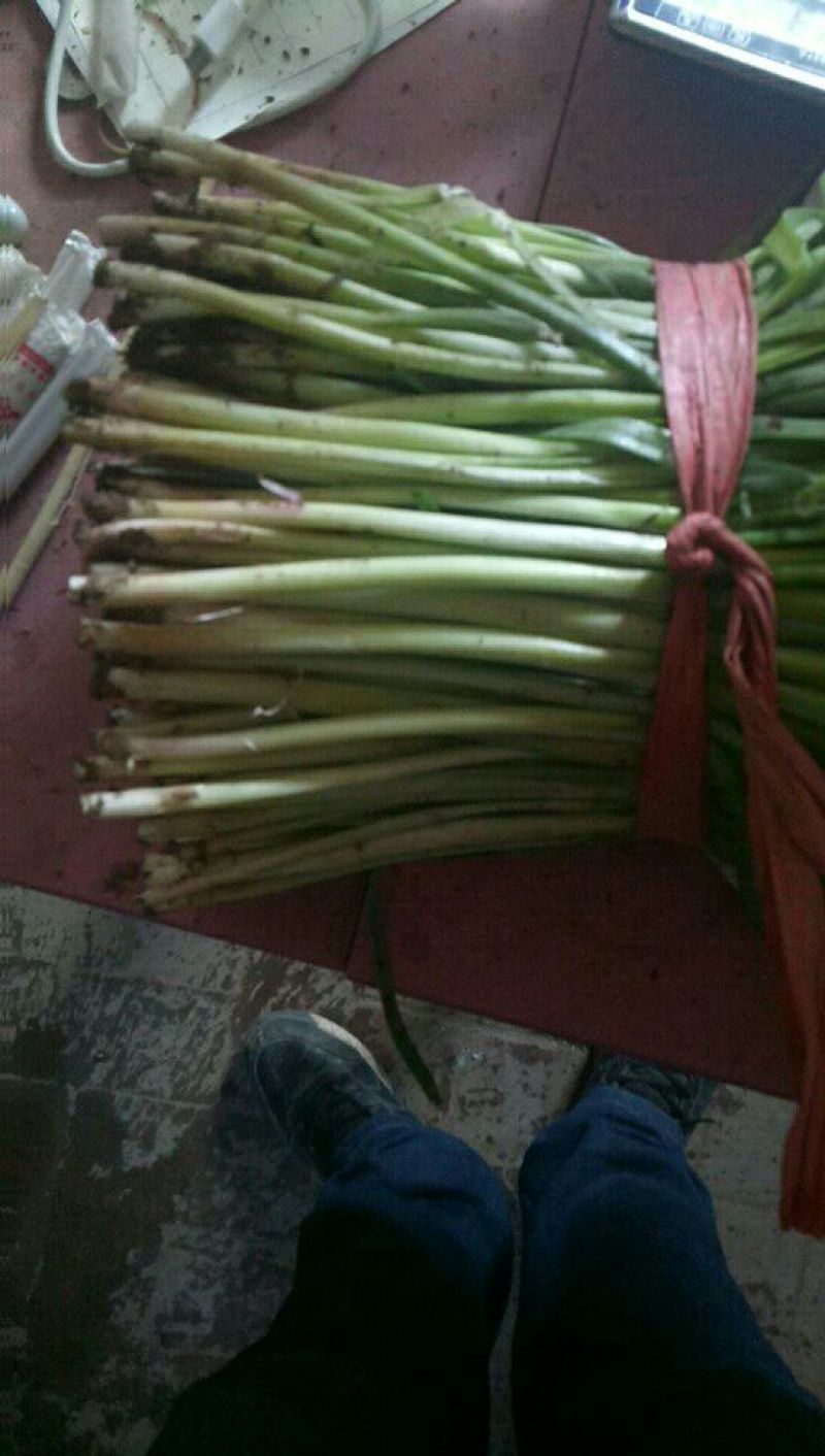 紫根红韭菜头茬