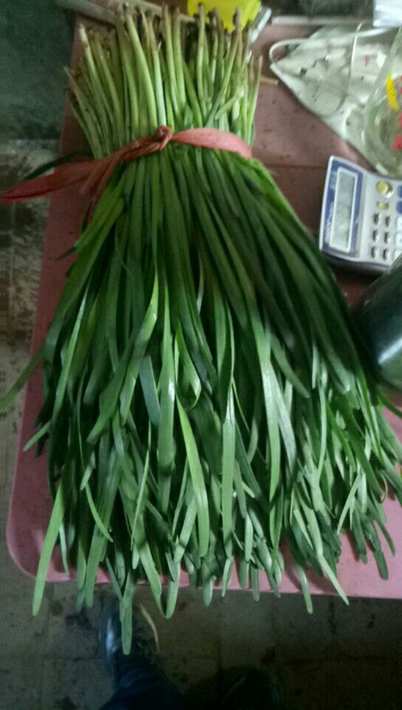 紫根红韭菜头茬