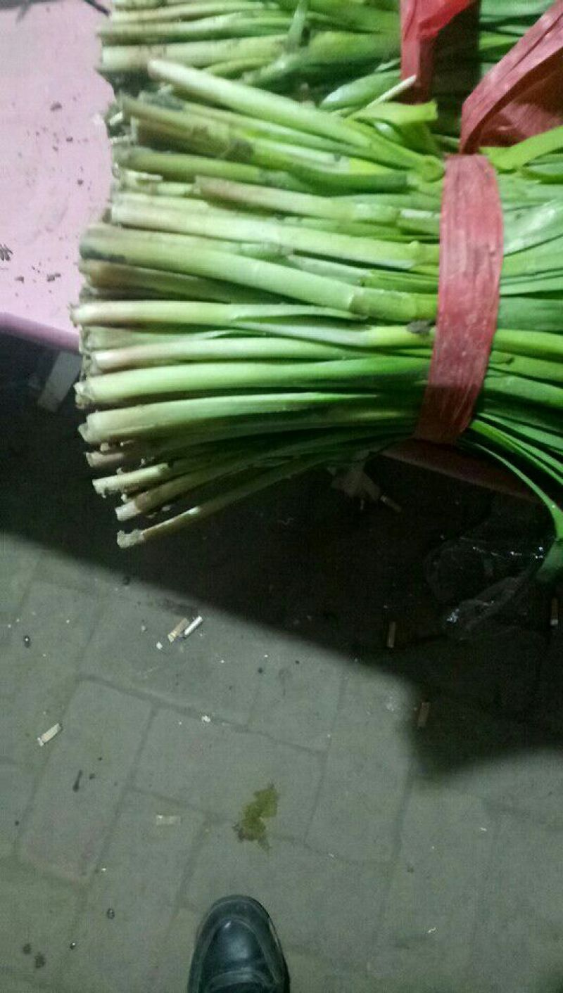 紫根红韭菜头茬