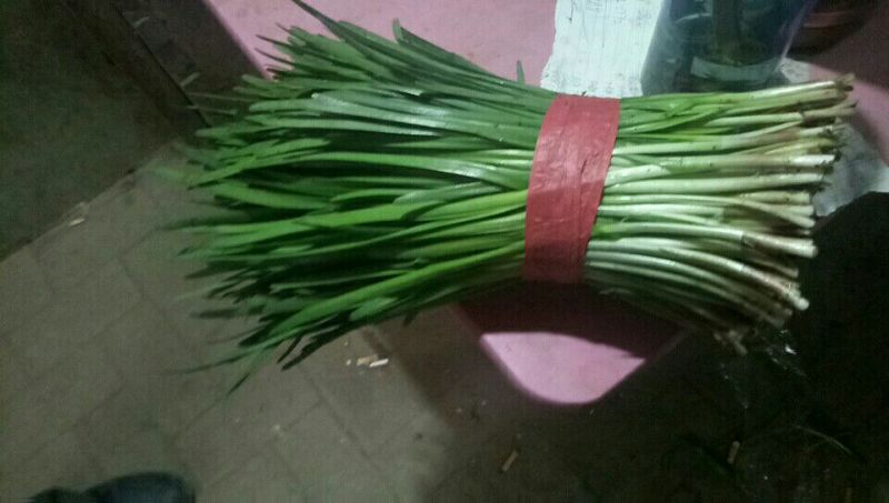紫根红韭菜头茬