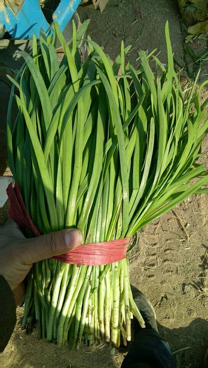 紫根红韭菜头茬