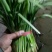 大叶韭菜头茬