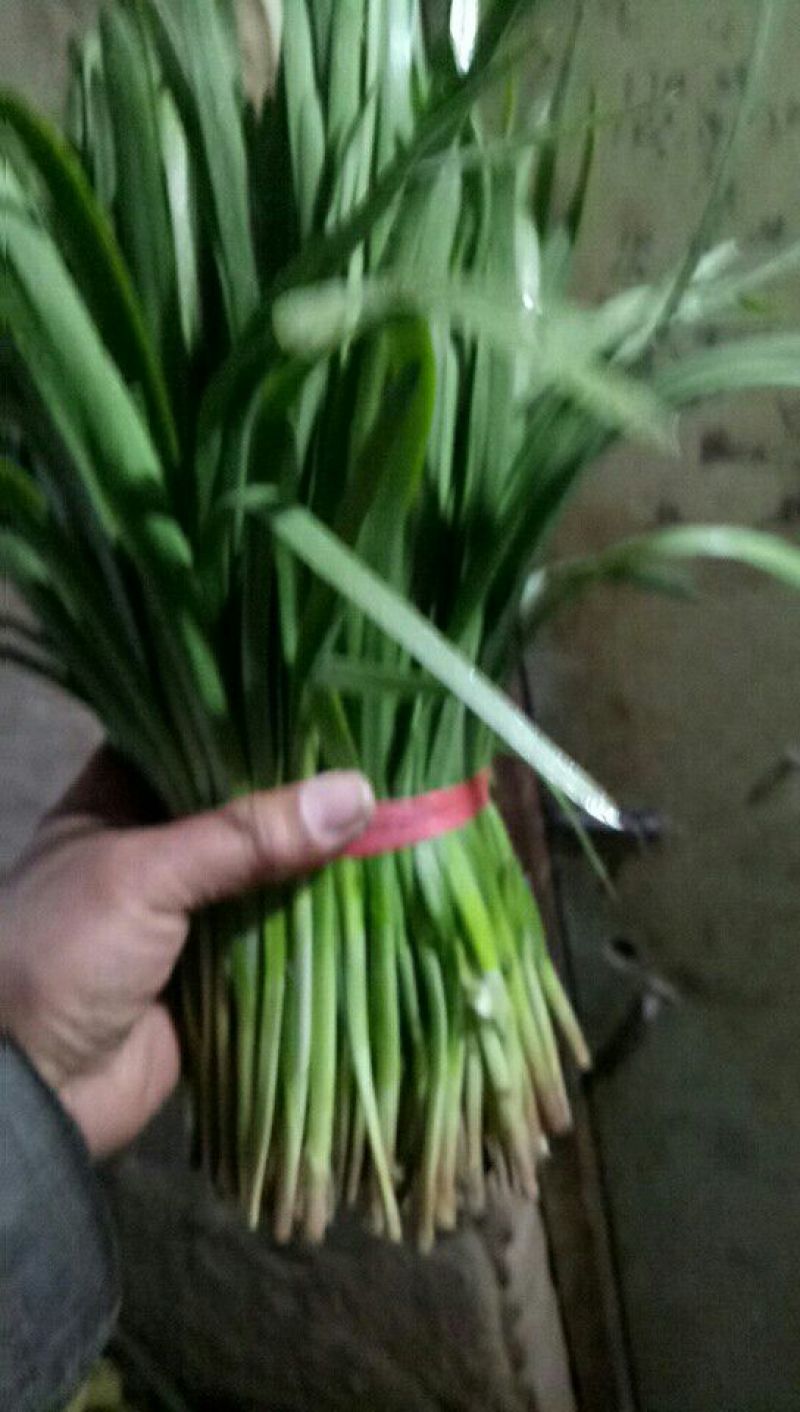 大叶韭菜头茬