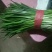 大叶韭菜头茬