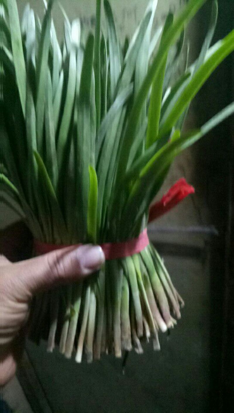 大叶韭菜头茬