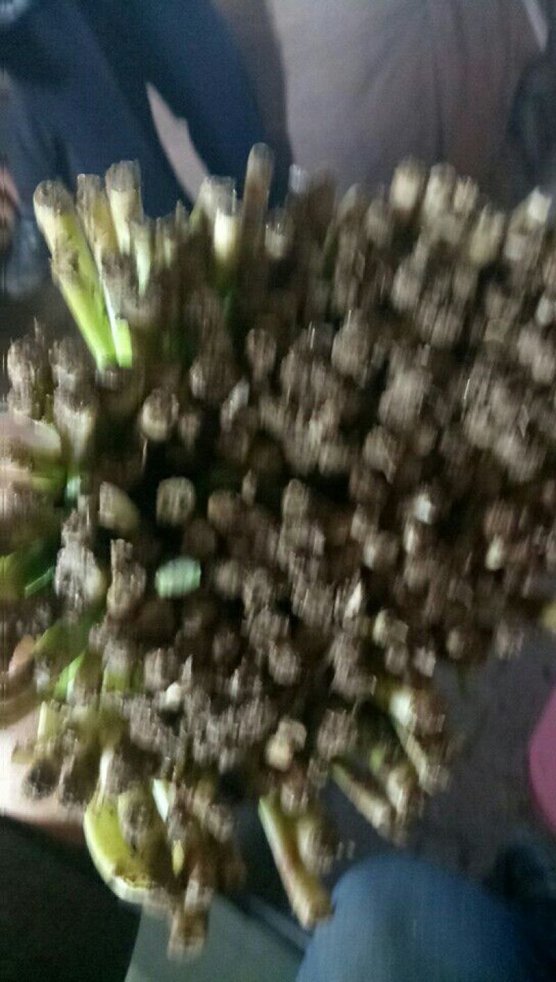 大叶韭菜头茬
