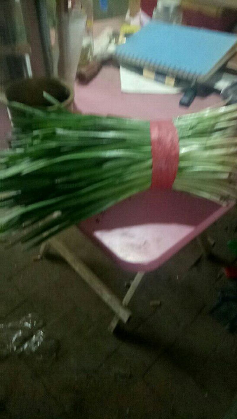 大叶韭菜头茬