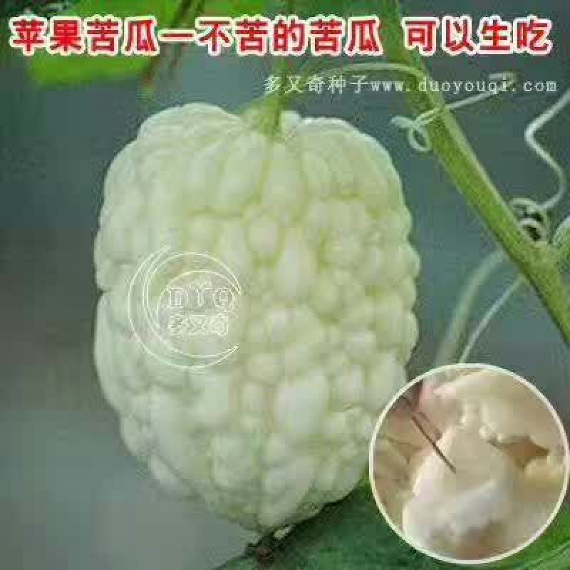 苹果苦瓜9两以上