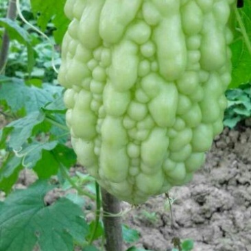 苹果苦瓜9两以上
