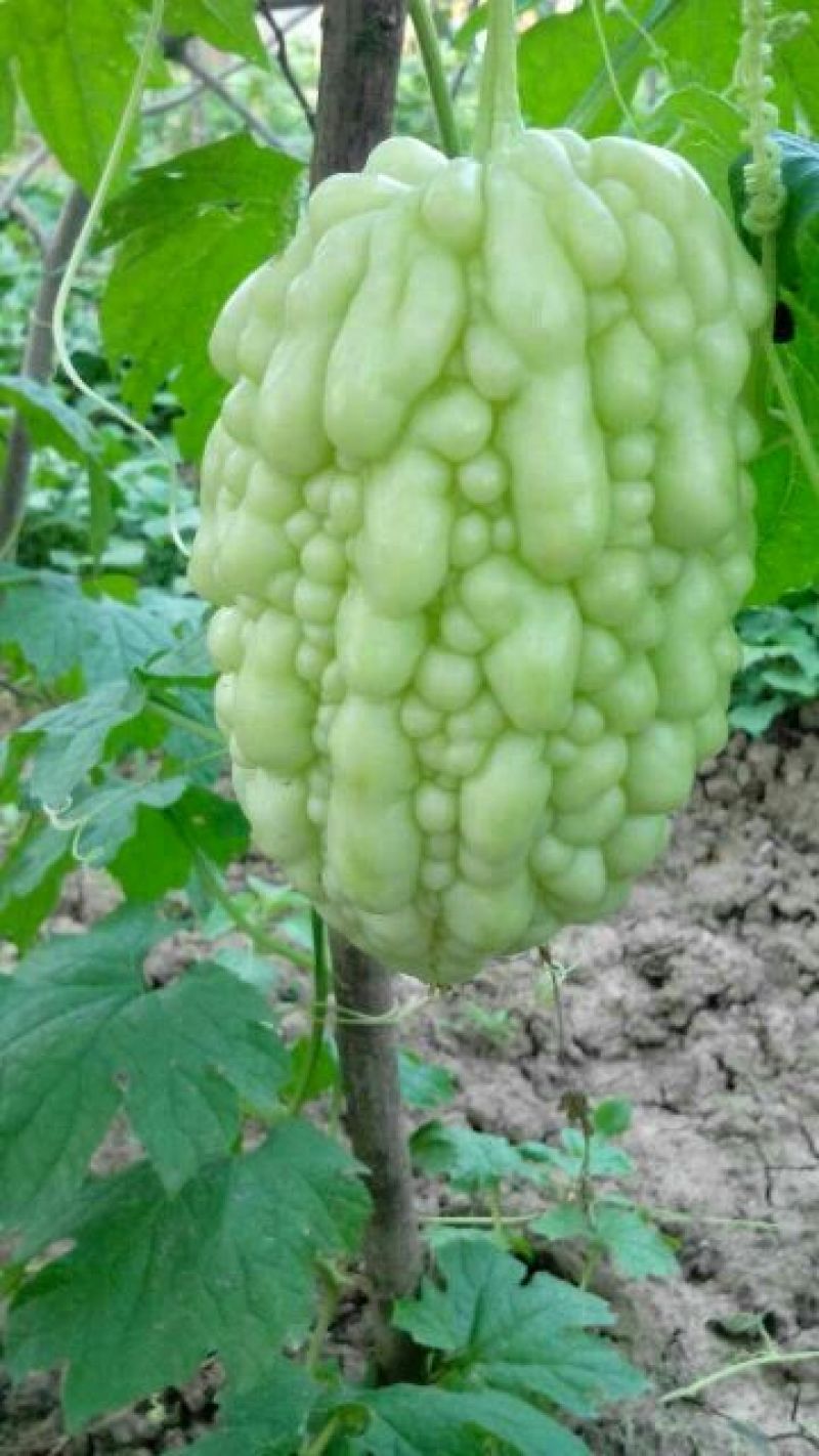 苹果苦瓜9两以上