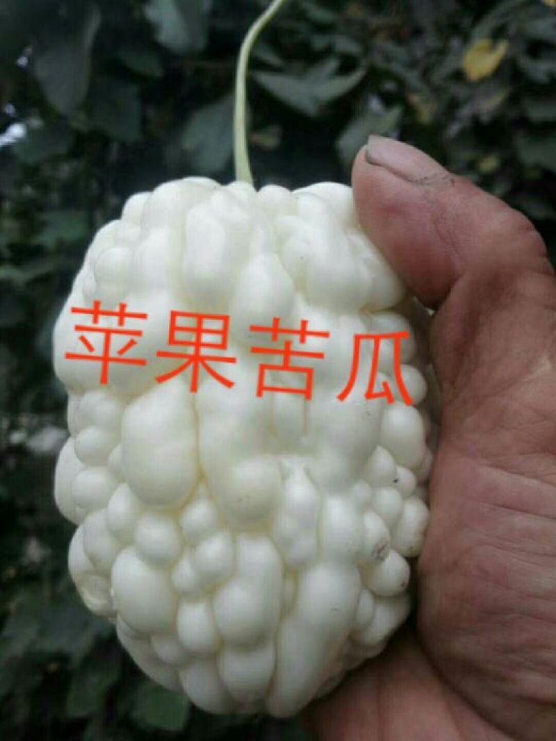 苹果苦瓜9两以上