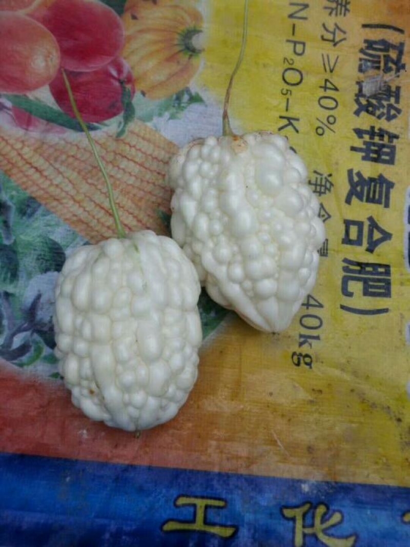 苹果苦瓜9两以上