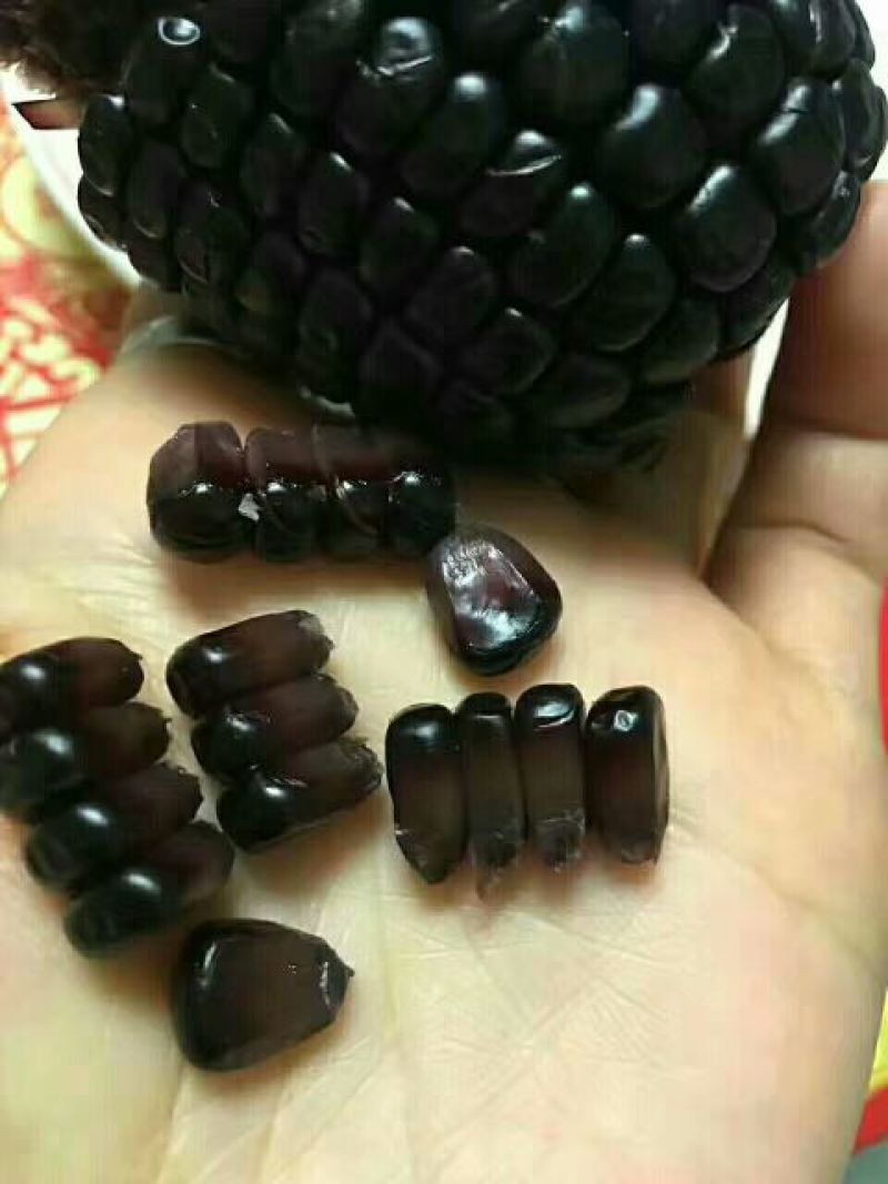 黑玉米种子95%