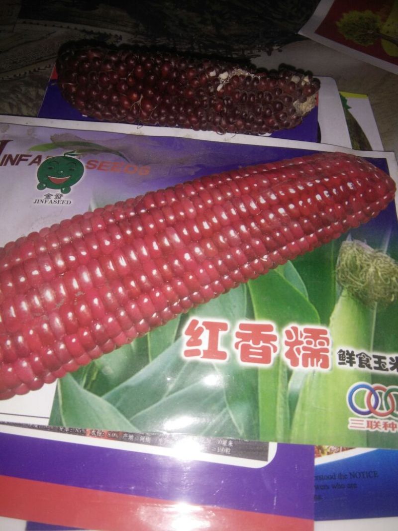 黑玉米种子95%