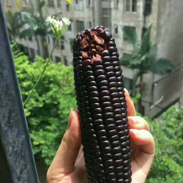 黑玉米种子95%