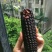 黑玉米种子95%