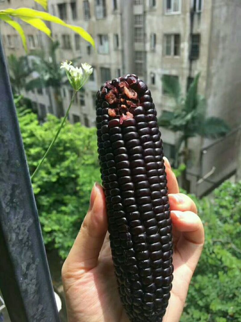 黑玉米种子95%
