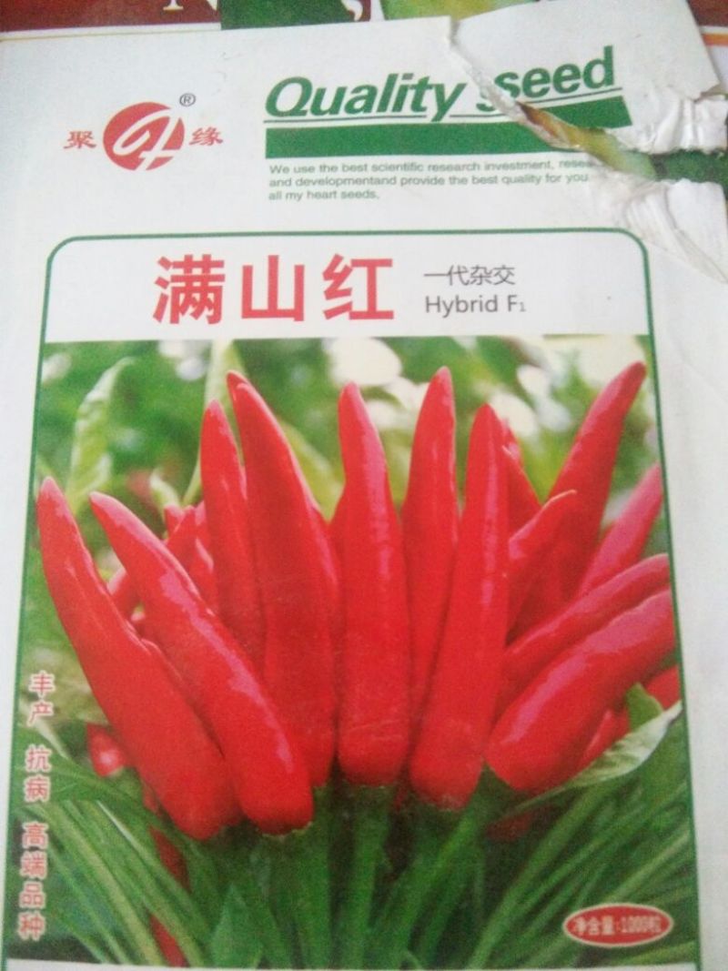 朝天椒种子95%以上