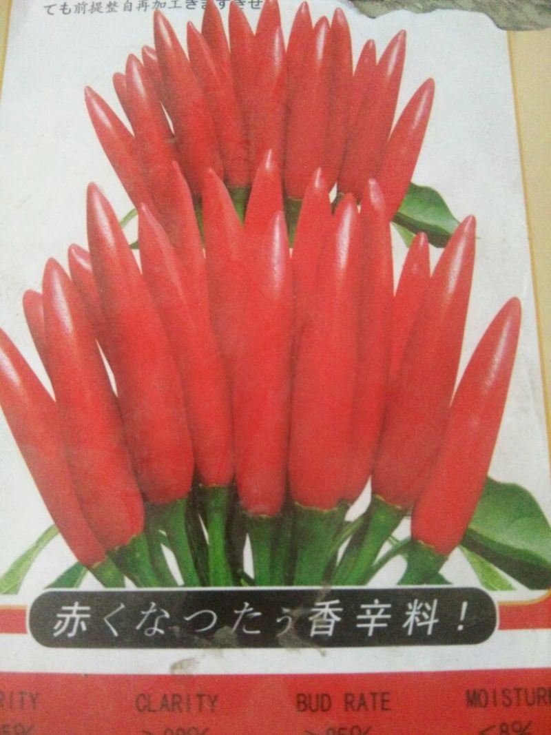 朝天椒种子95%以上