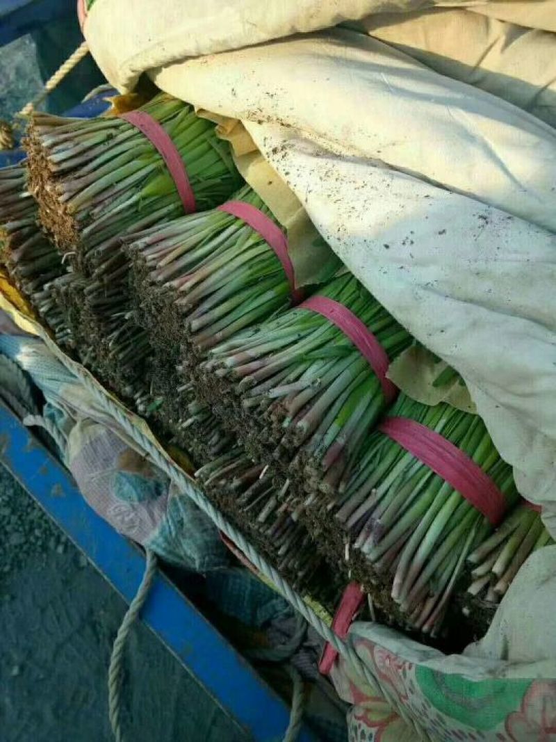 汉中韭菜头茬