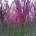 紫荆4~6cm4cm以下2.5~3米