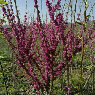 紫荆4~6cm4cm以下2.5~3米