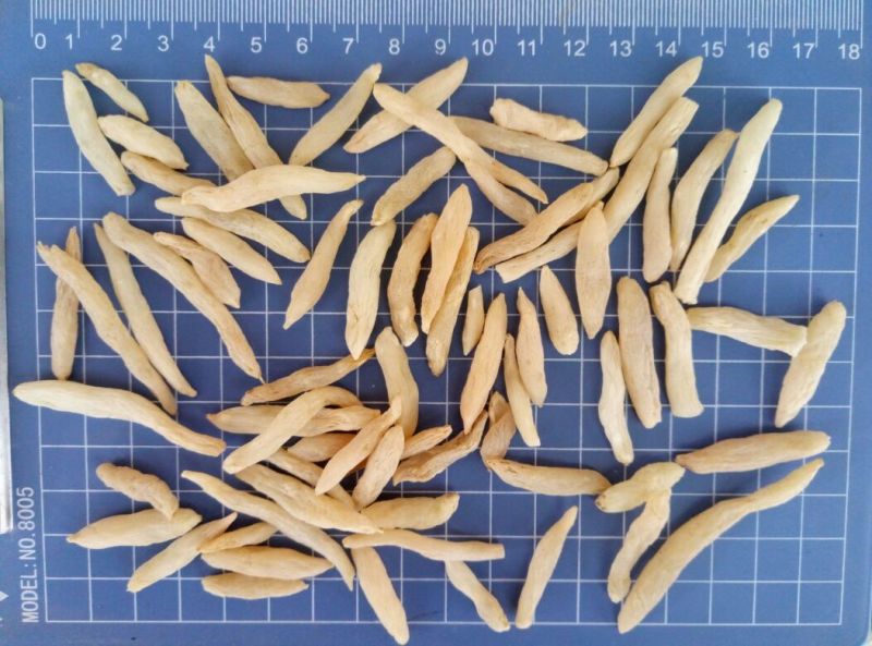 麦冬特级一斤起批