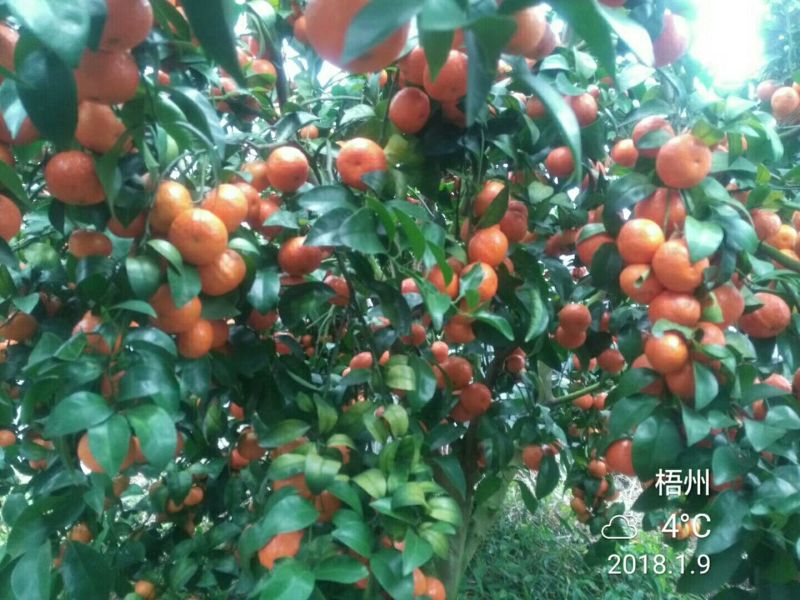广东郁南优质沙糖桔苗1年苗包技术专业供货量大优惠